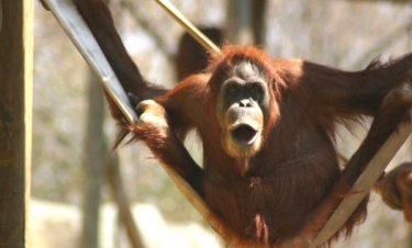 Paputki i bereciki dla orangutanów czyli gdańscy seniorzy z wizytą w zoo