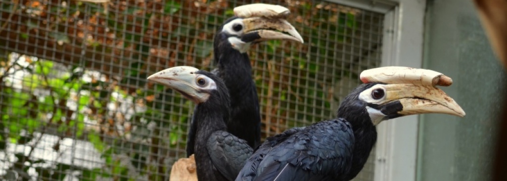 Sensacja we wrocławskim zoo! Wykluł się jeden z najrzadszych gatunków ptaków na świecie